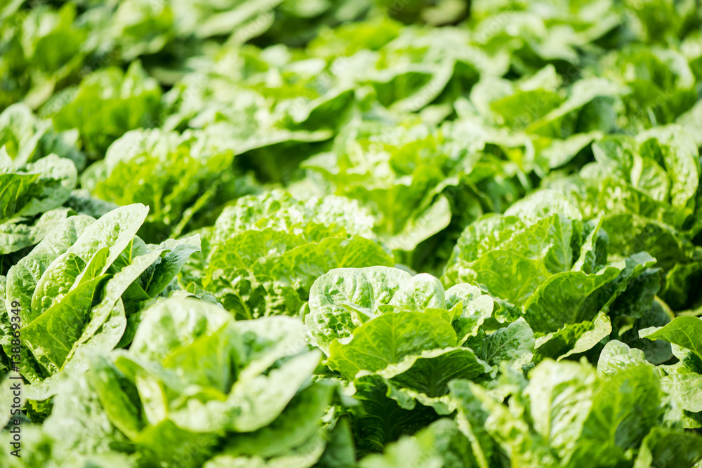 Green vegetables growing in field, farming concept Green vegetables growing in field, farming concept