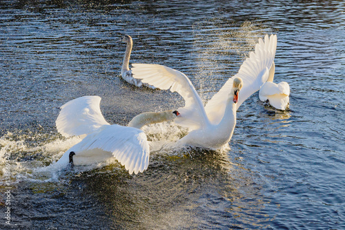 Fight of swans on the water photo