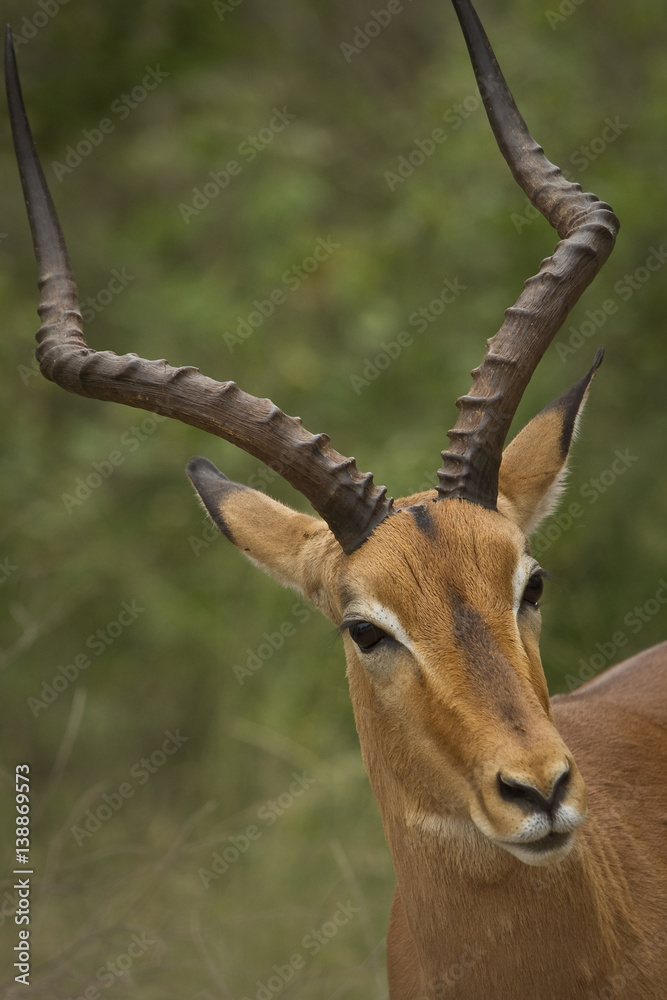 Naklejka premium Curious impala buck
