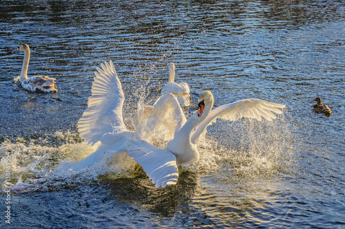 Fight of swans on the water