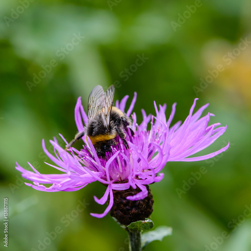 Bumblebee collecting nectar on a violet flower of sow-thistle