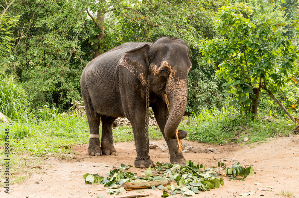 elephant browsing in tropical forest on Sri Lanka