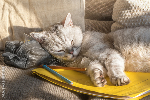 Sommerferien! Katze schläft auf den von der Sonne aufgewärmten Schulsachen und verhindert ein Weiterarbeiten © Evelyn Kobben