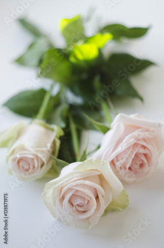 Three white roses on a white background