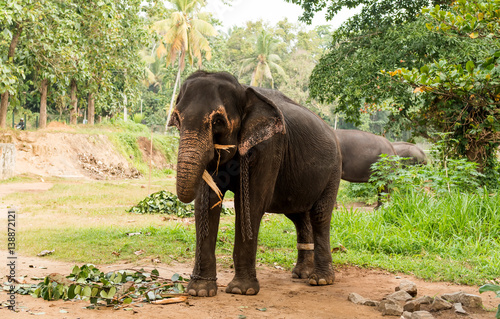 elephant browsing in tropical forest on Sri Lanka