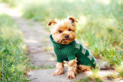 close up portrait of pretty sweet small little dog Yorkshire terrier in pullover outdoor dress, jacket on the spring sunny summer background