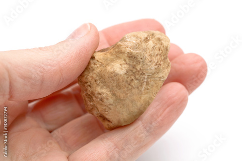 White truffle on the hand