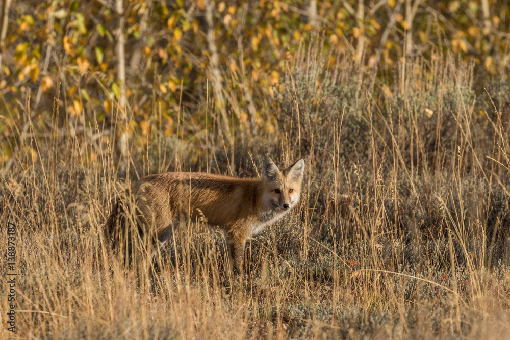 Red Fox in Fall Red Fox in Fall
