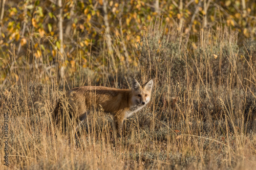 Fototapeta Naklejka Na Ścianę i Meble -  Red Fox in Fall