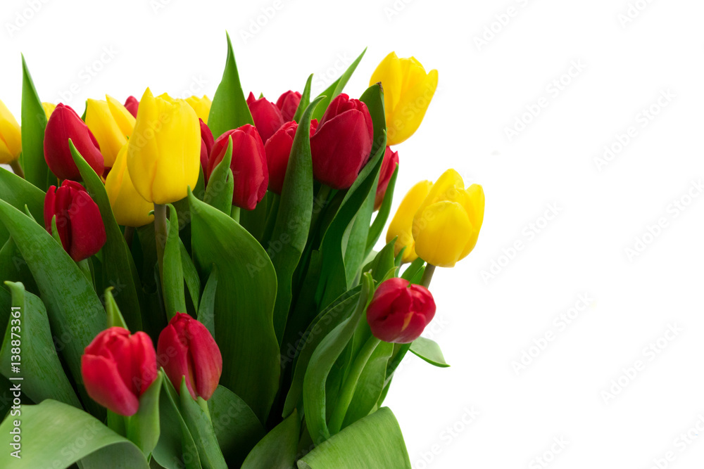 bunch of fresh yellow and red tulip flowers with green leaves close up isolated on white background bunch of fresh yellow and red tulip flowers with green leaves close up isolated on white background