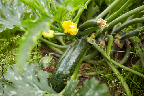 squashes at summer garden bed
