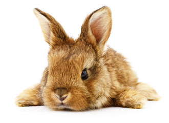Brown bunny rabbit.