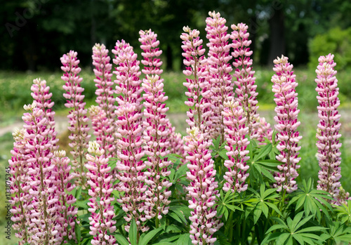 Flowers pink lupine
