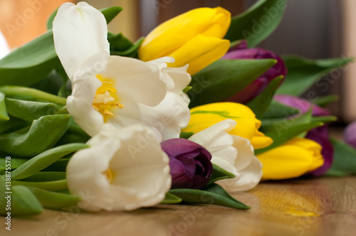 bunch of fresh purple, yellow and white tulip flowers close up. Soft focus and bokeh