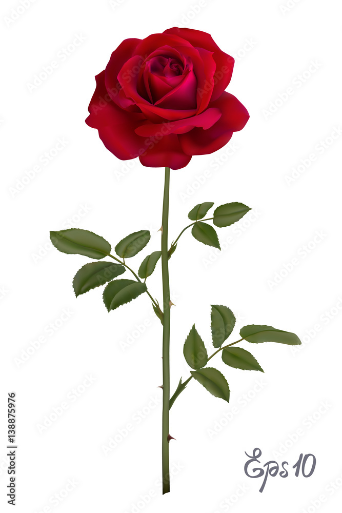 Beautiful red rose Isolated on white background. Beautiful red rose Isolated on white background.
