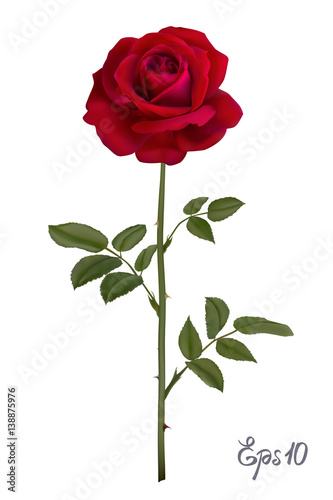 Beautiful red rose Isolated on white background.