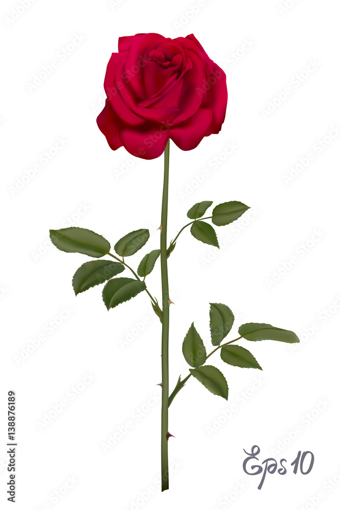 Beautiful red rose Isolated on white background. Beautiful red rose Isolated on white background.