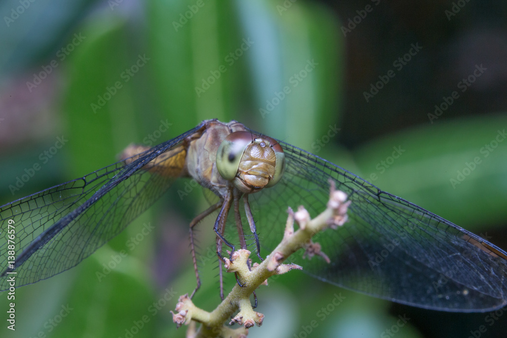 close up macro dragonfly stays on tree close up macro dragonfly stays on tree
