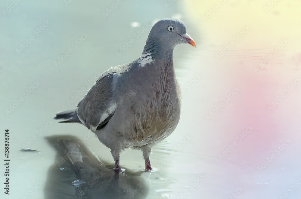 Columbidae. Pigeon walks over wet floor. Hot day of spring end. Water with abstract colors Columbidae. Pigeon walks over wet floor. Hot day of spring end. Water with abstract colors