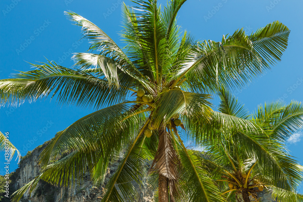 Fototapeta premium Coconut palm tree under blue sky, Krabi province, Thailand