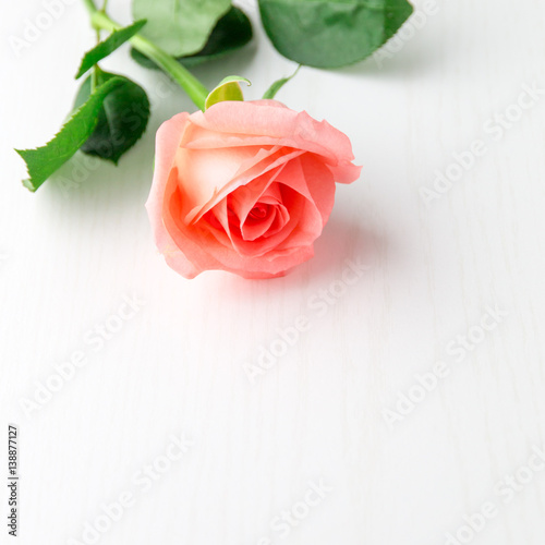 Pink coral rose on white wooden table