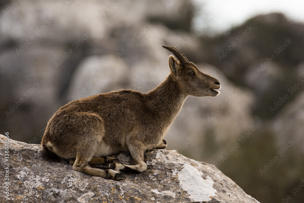 Naklejka premium Spanish ibex in Torcal de Antequera
