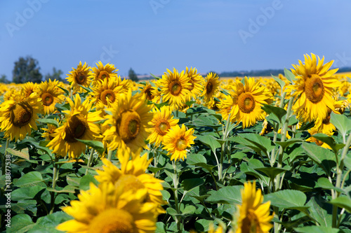 Field of sunflowers