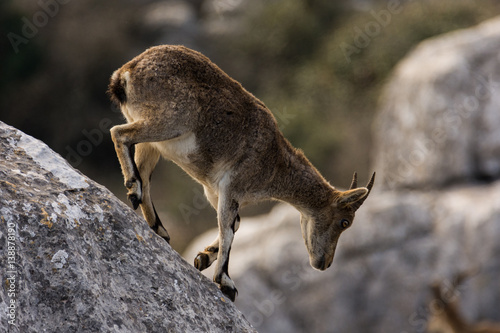 Spanish ibex in Torcal de Antequera