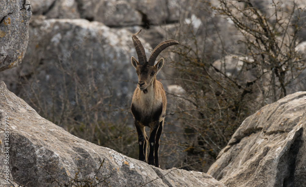 Spanish ibex in Torcal de Antequera