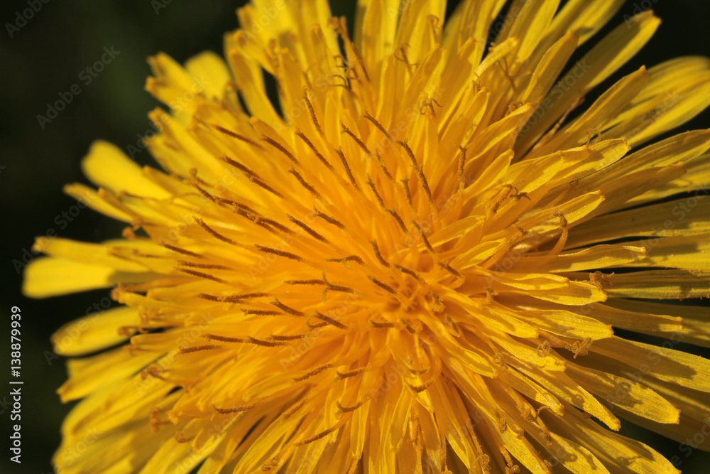 blooming dandelion blooming dandelion