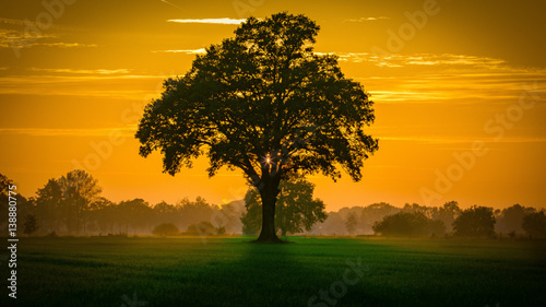 Tree in the sunset