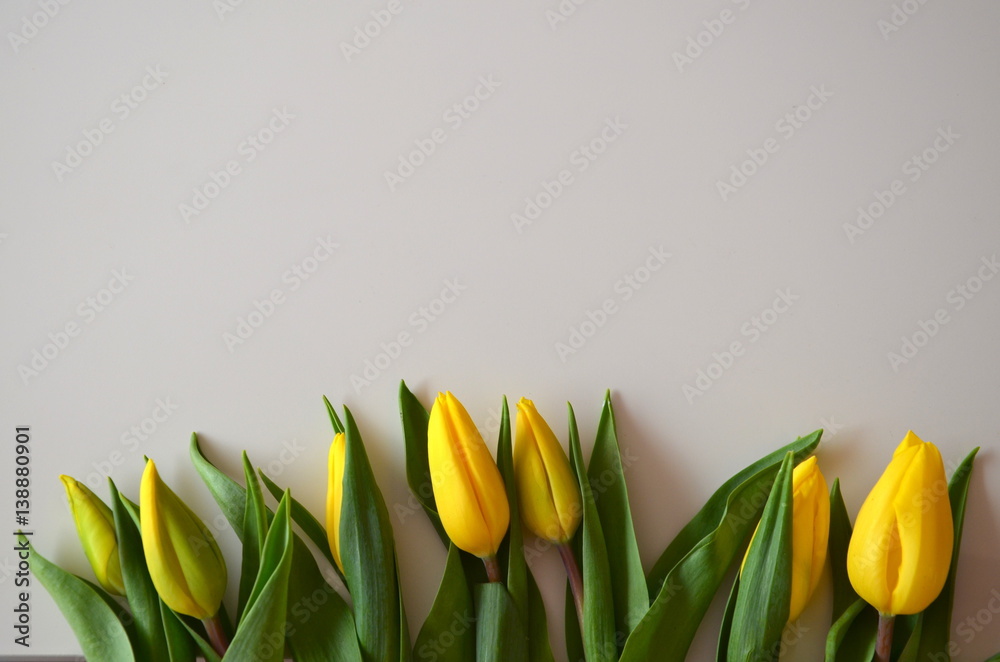 Fototapeta premium zółte tulipany na białym tle
