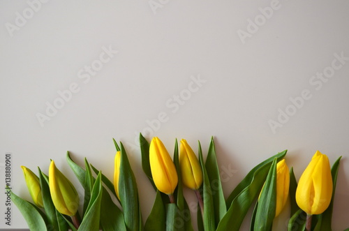 zółte tulipany na białym tle