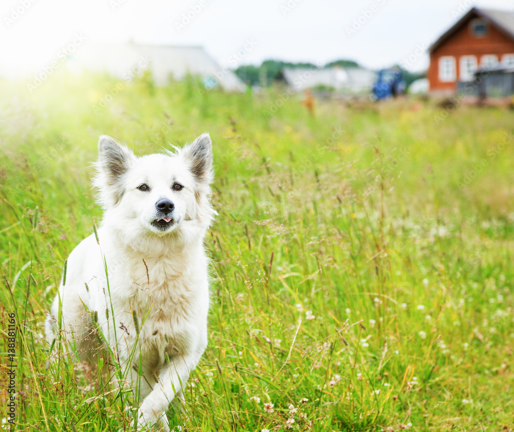 White fluffy dog runs across the field White fluffy dog runs across the field