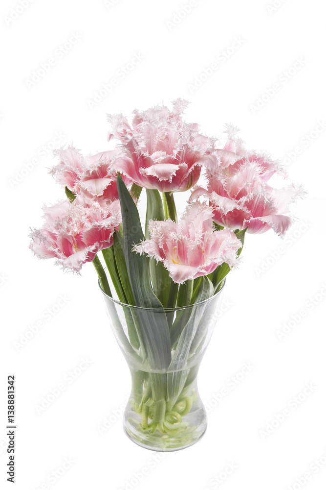bouquet of pink and white tulips in glass vase on white background isolated bouquet of pink and white tulips in glass vase on white background isolated
