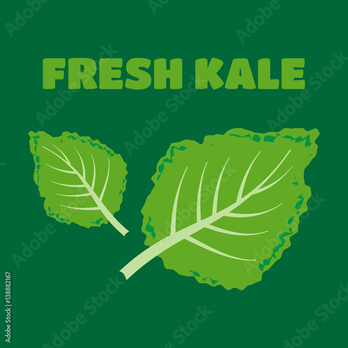 Fresh kale vector illustration. Fresh kale vector