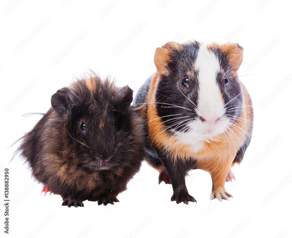 Two guinea pigs