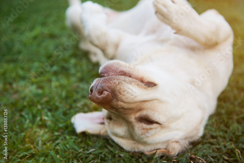 Cute brown labrador happy on grass © PixieMe