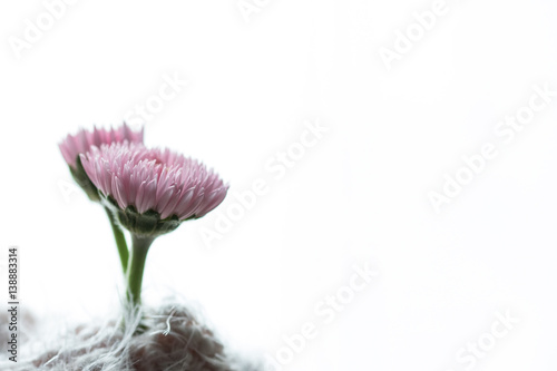 Petali rosa nel bianco photo