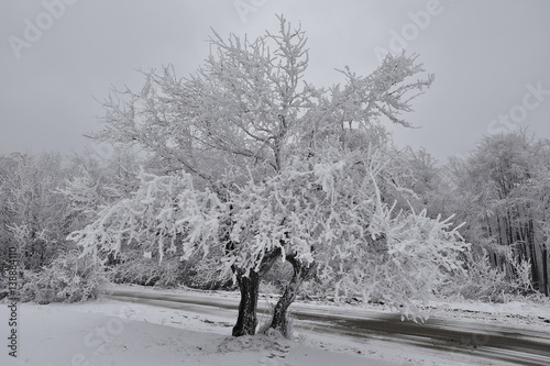 Freezing Apple Tree