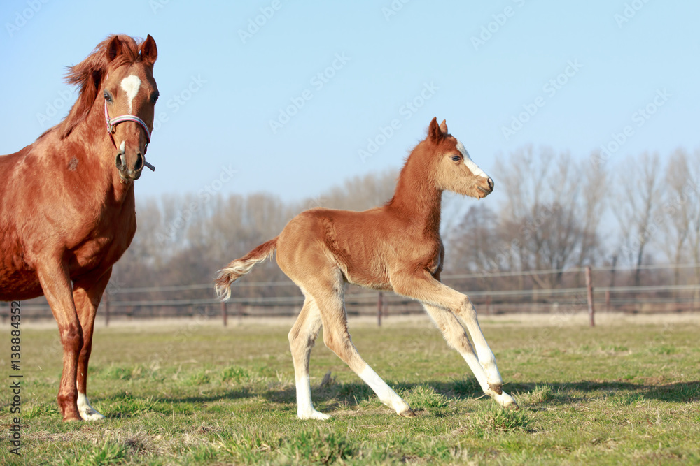 Fototapeta premium Ponystute mit Fohlen
