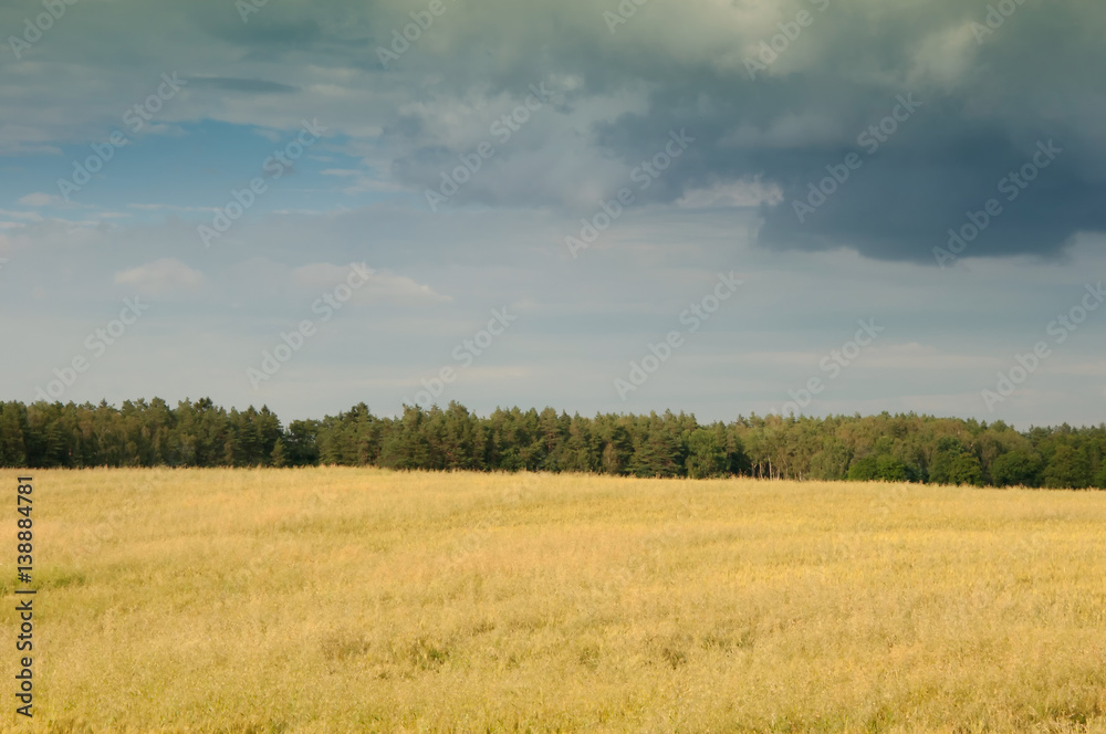 Wheat fields in the middle of the day