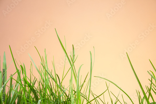 Leaves of grass on an orange background