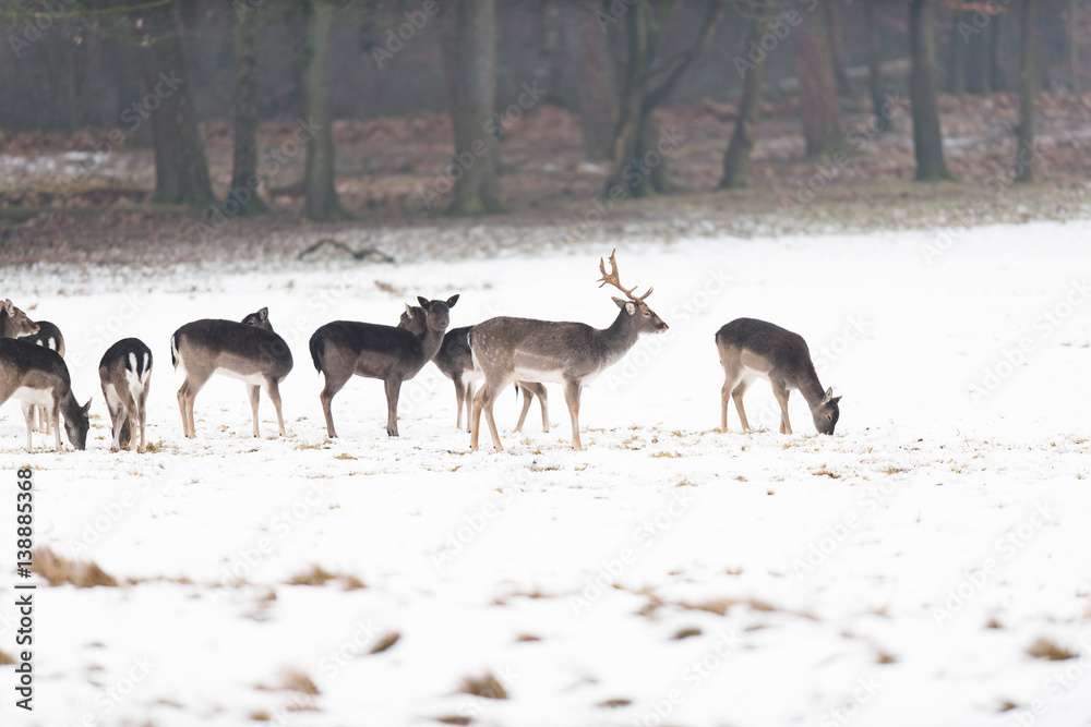 Herd of fallow deer in meadow covered with snow. Herd of fallow deer in meadow covered with snow.