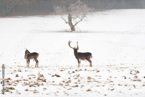 Two fallow deer in meadow covered with snow.