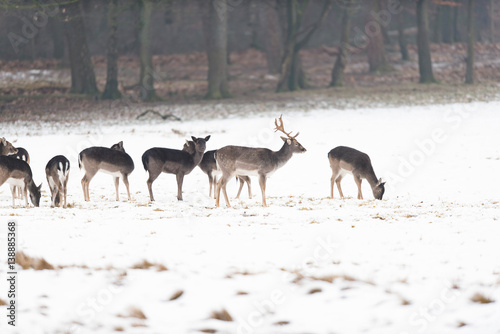 Herd of fallow deer in meadow covered with snow.