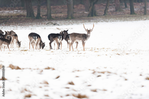 Herd of fallow deer in meadow covered with snow.