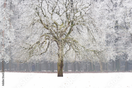 Wallpaper Mural Bare tree with hoarfrost in winter landscape. Torontodigital.ca