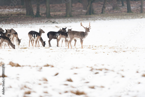 Herd of fallow deer in meadow covered with snow.