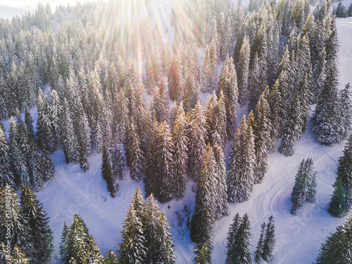 Snow covered trees on a mountain with sunflare